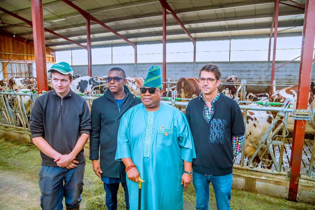 Osun agriculture and livestock project photo 4