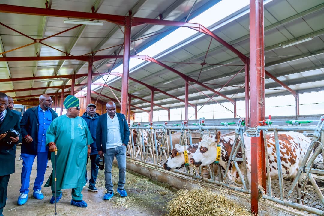 Osun agriculture and livestock project photo 10